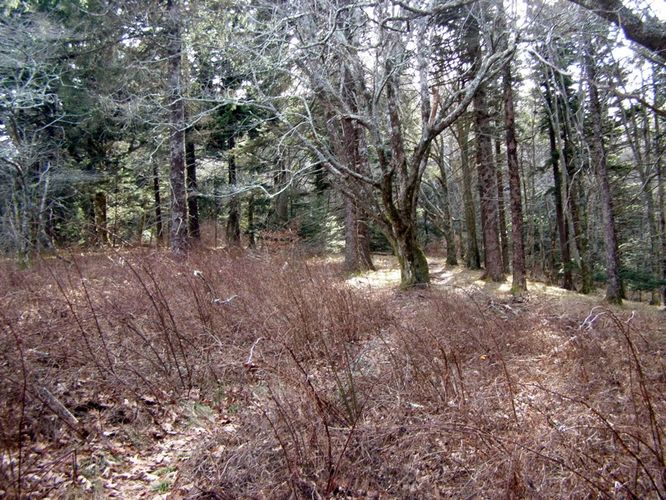Picture 34 of Pinnacle Rocky Knob and Walkers Knob Hike