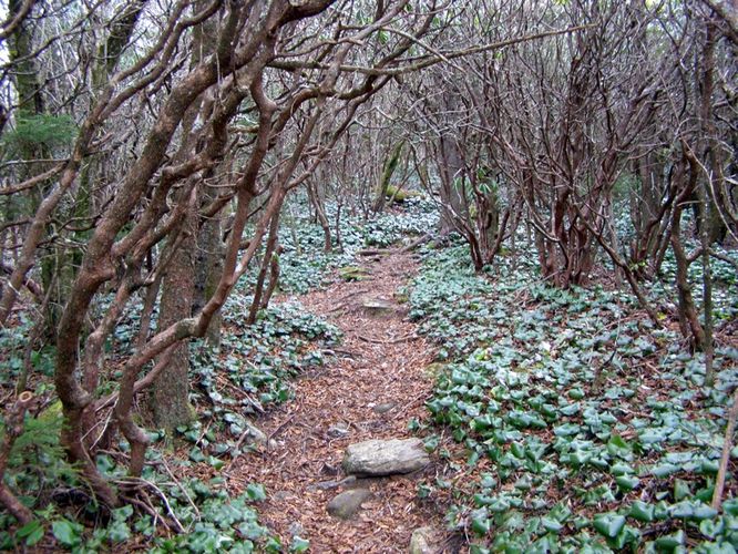 Picture 35 of Pinnacle Rocky Knob and Walkers Knob Hike