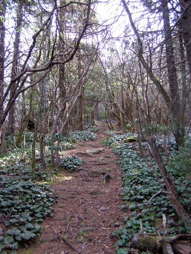 Picture 37 of Pinnacle Rocky Knob and Walkers Knob Hike