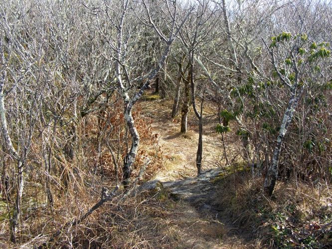 Picture 45 of Pinnacle Rocky Knob and Walkers Knob Hike