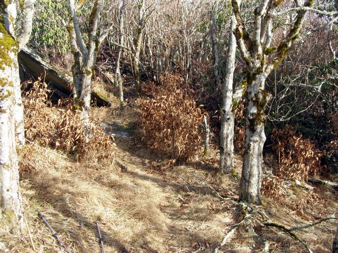 Picture 52 of Pinnacle Rocky Knob and Walkers Knob Hike