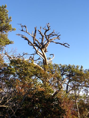 Picture 72 of Pinnacle Rocky Knob and Walkers Knob Hike