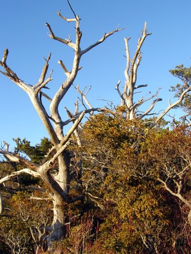 Picture 79 of Pinnacle Rocky Knob and Walkers Knob Hike