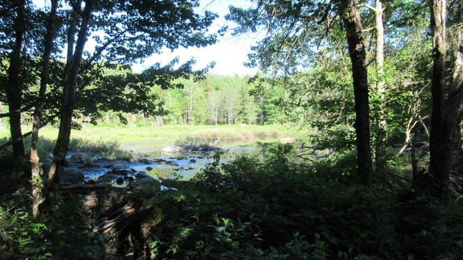 Small beaver dam along trail