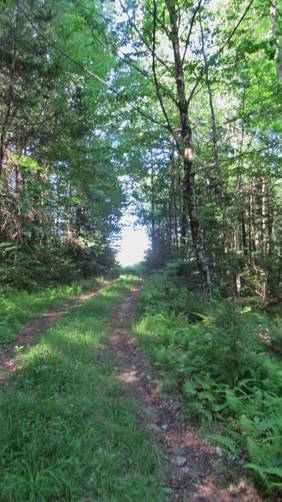 The trail leading to Pioneer Lake