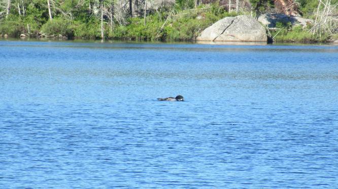 Loon floats peacefully on the lake