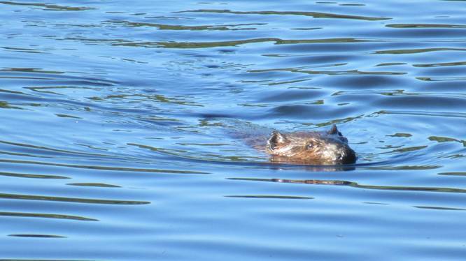Beaver swimming at Pioneer Lake