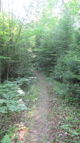 Trail narrows to a single path an no markers