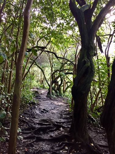 Picture 8 of Pipiwai Trail to Makahiku Falls