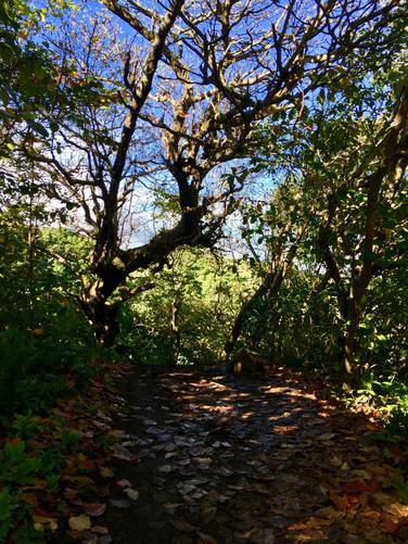Picture 16 of Pipiwai Trail to Makahiku Falls