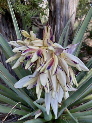 Banana Yucca wildflowers