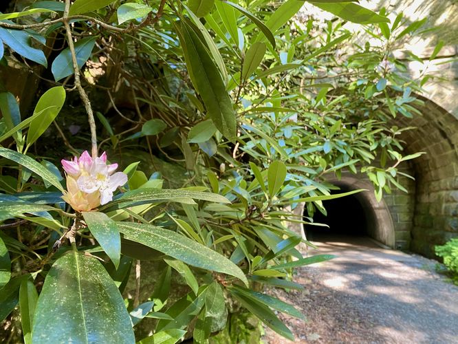 Rhododendron flowers along the Poe Paddy Tunnel