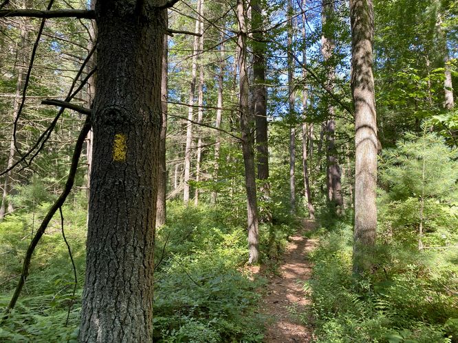 Yellow blazes of the Poe Valley Nature Trail