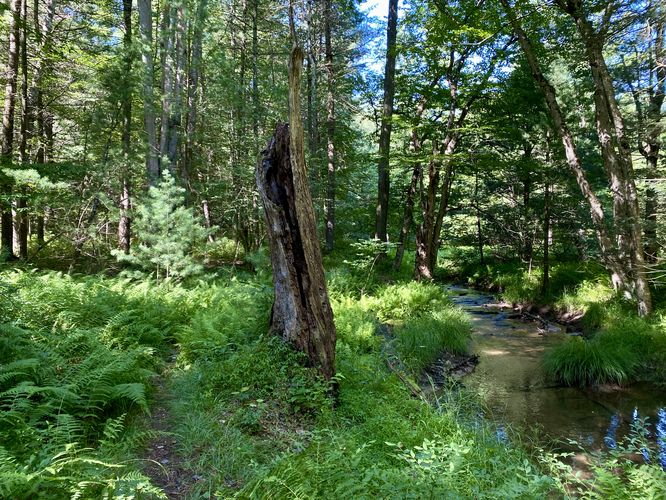 Trail skirts by a very-buggy creek for 50% of the hike