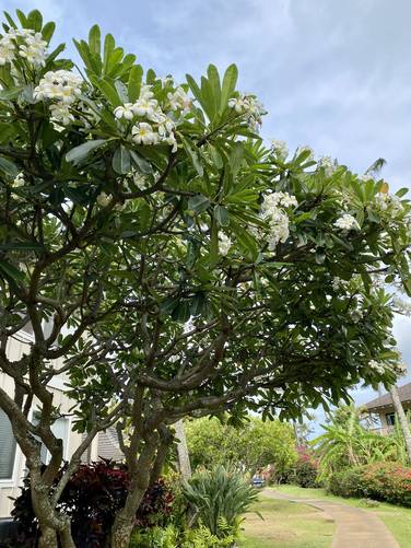 Flowering plumeria tree along Poipu Kai Green Belt