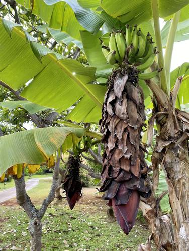 Banana tree with bananas along the Poipu Kai Green Belt