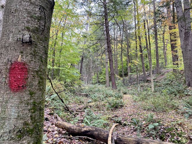 Hiking up the Don Watson Trail (red blazes)