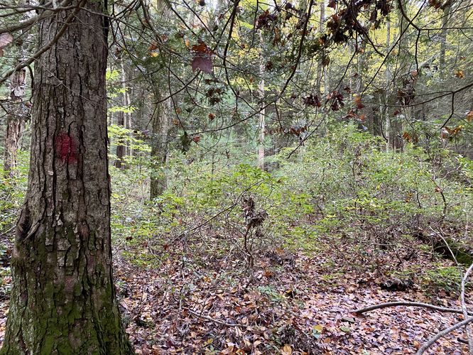 Overgrown Don Watson Trail. Some bushwhacking required