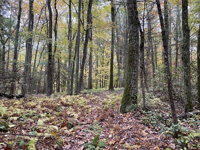 Foliage in mid-October 2023 along the Don Watson Trail