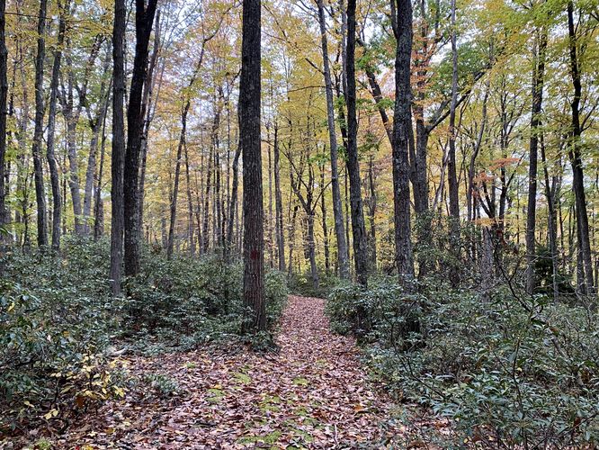 Beautiful foliage along the trail to Porcupine Rock Lookout