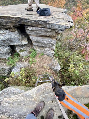 Ladder (and Jax) between two table-top rocks at Porcupine Rock Lookout