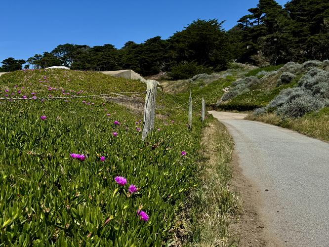 Picture 16 of Presidio and Golden Gate Views Hike