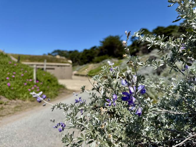 Picture 17 of Presidio and Golden Gate Views Hike