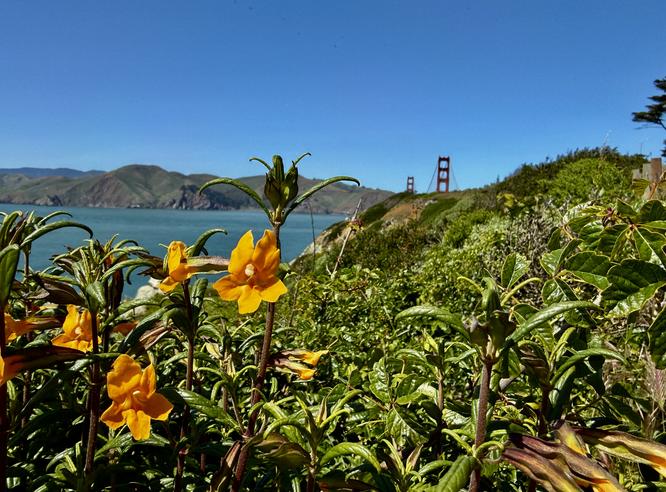 Picture 29 of Presidio and Golden Gate Views Hike