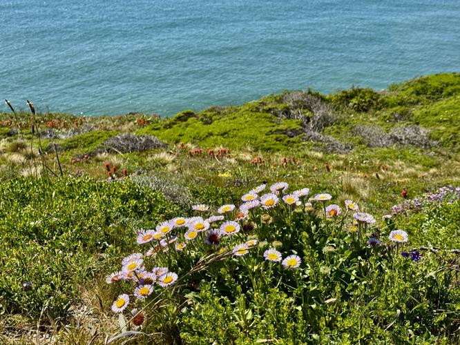 Picture 48 of Presidio and Golden Gate Views Hike