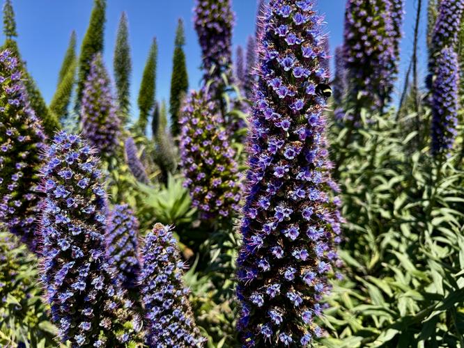 Pride of Madeira (Echium candicans)
