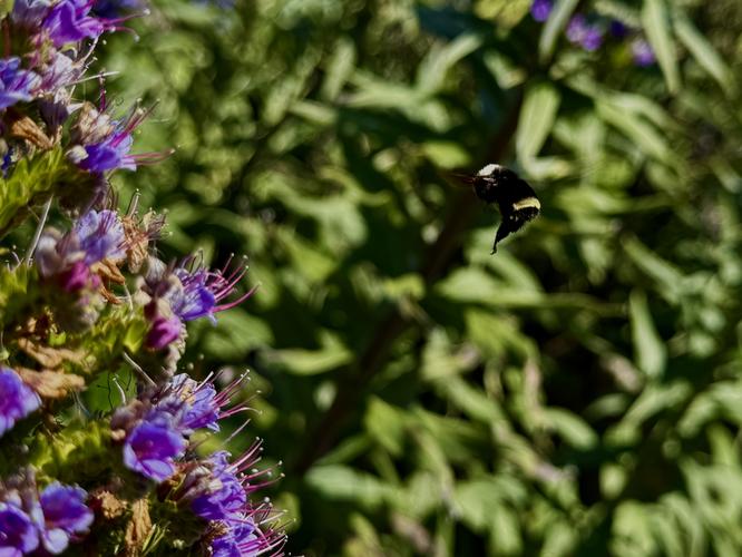 A bee flies toward Pride of Madeira flowers