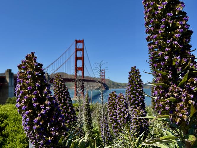 Picture 56 of Presidio and Golden Gate Views Hike