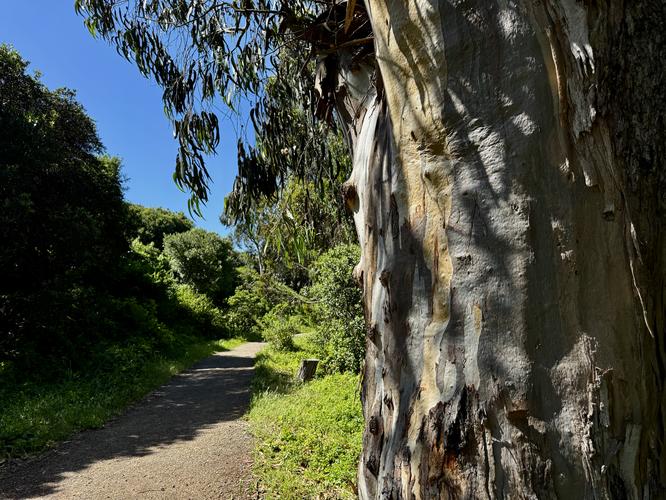 Eucalyptus grove