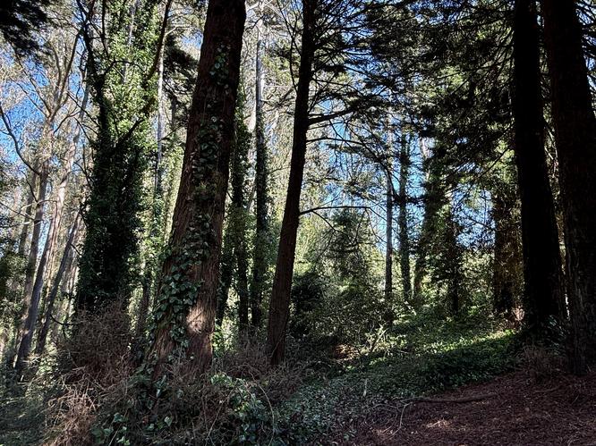 Redwood grove