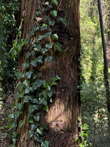 Redwood tree