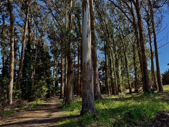 Eucalyptus grove