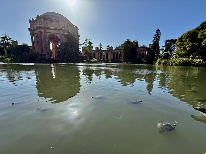Turtles swimming in the pond at the Palace of Fine Arts