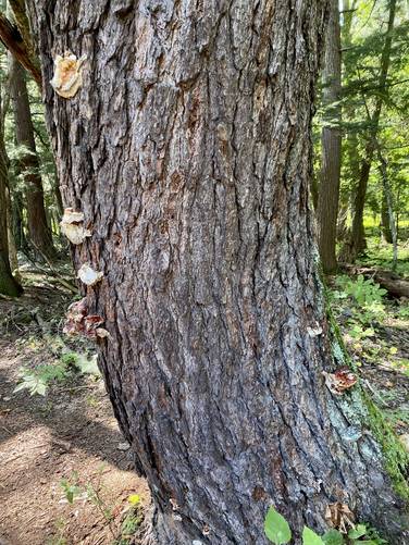Old-growth Hemlock, likely 300+ years old