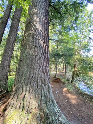 Old-growth Hemlock, likely 300+ years old