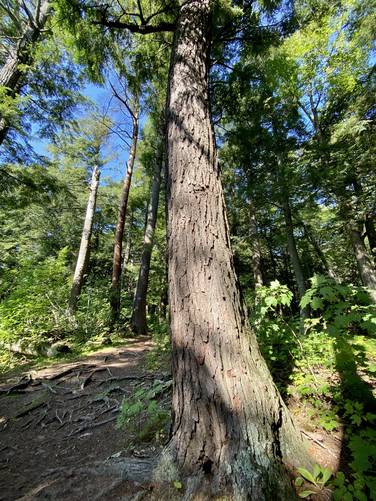 Old growth hemlock along the East River Trail, likely 300+ years old