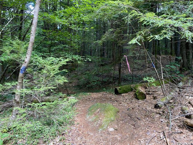 Blue blazes of the Pulpit Falls Trail