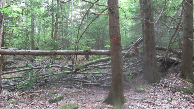 Tree debris blocks the trail