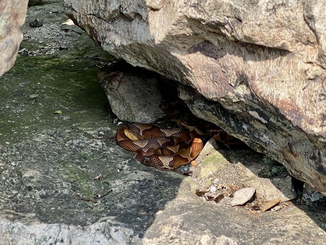 Eastern Copperhead