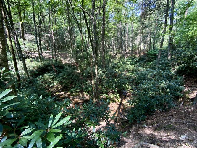 Rhododendron and creek view