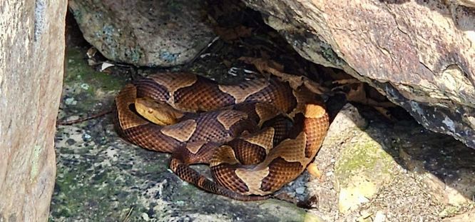 Eastern Copperhead