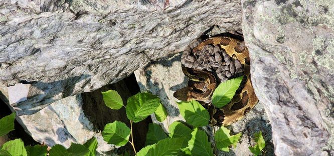 Timber Rattlesnake (momma) with babies
