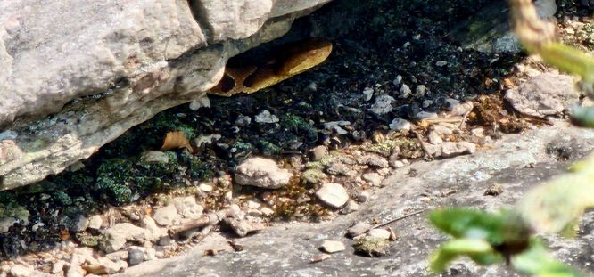 Eastern Copperhead