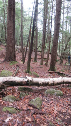 Downed Trees on trail