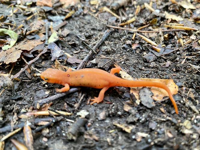 Red-spotted newt / salamander