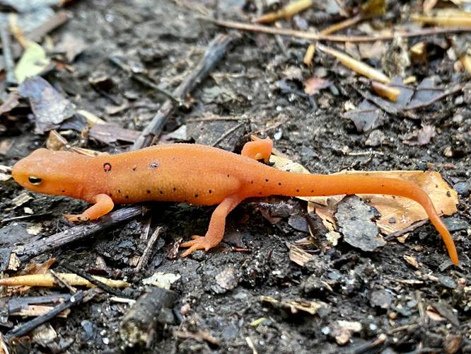 Red-spotted newt / salamander
